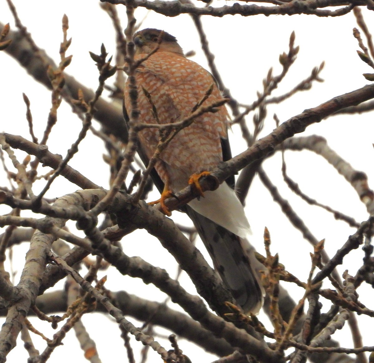 Épervier de Cooper - ML647659677