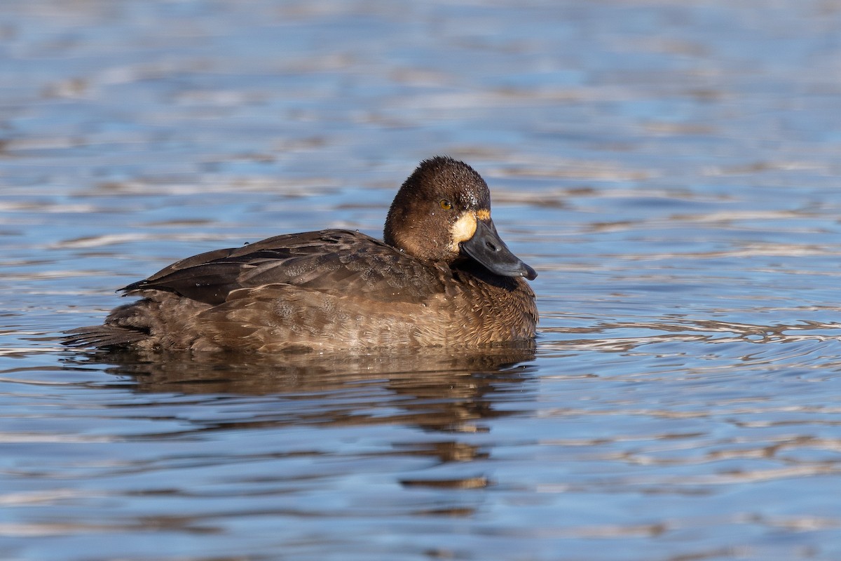 Fuligule milouinan - ML647659679