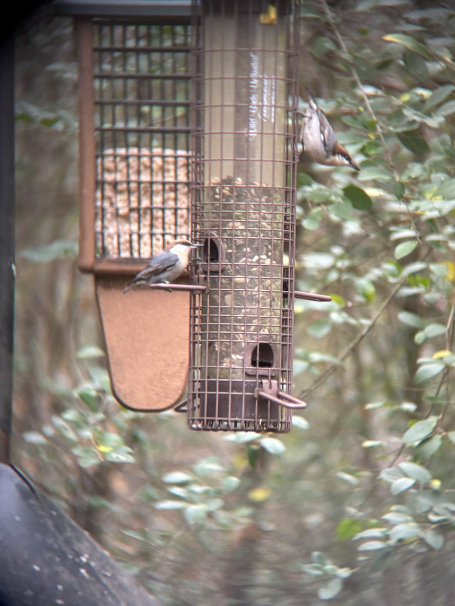 Sittelle à tête brune - ML647659683