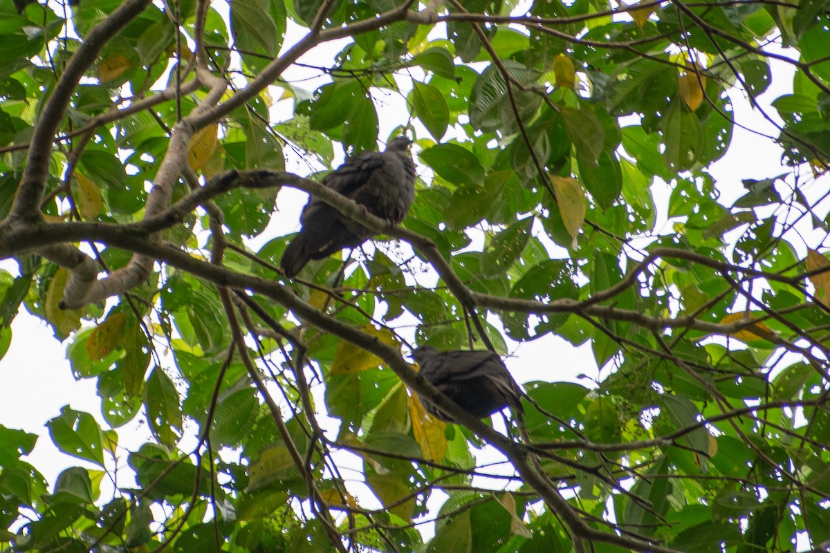 ウスグロバト - ML647659711