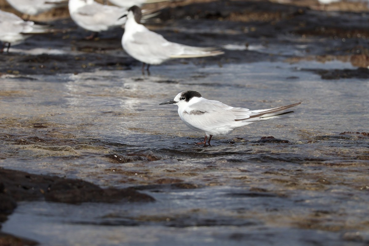 Common Tern - ML647659713