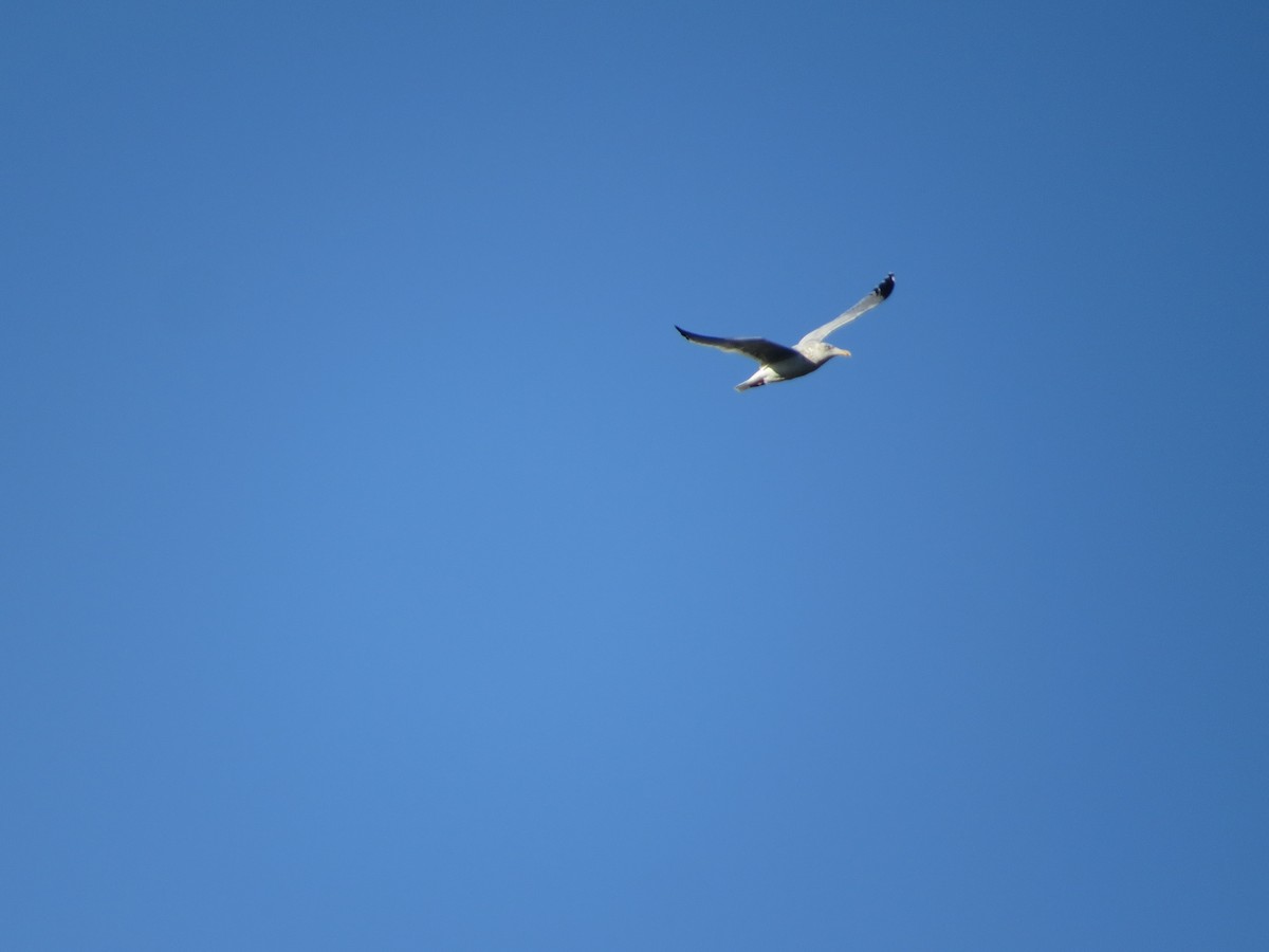 Kanadamöwe - ML647659718