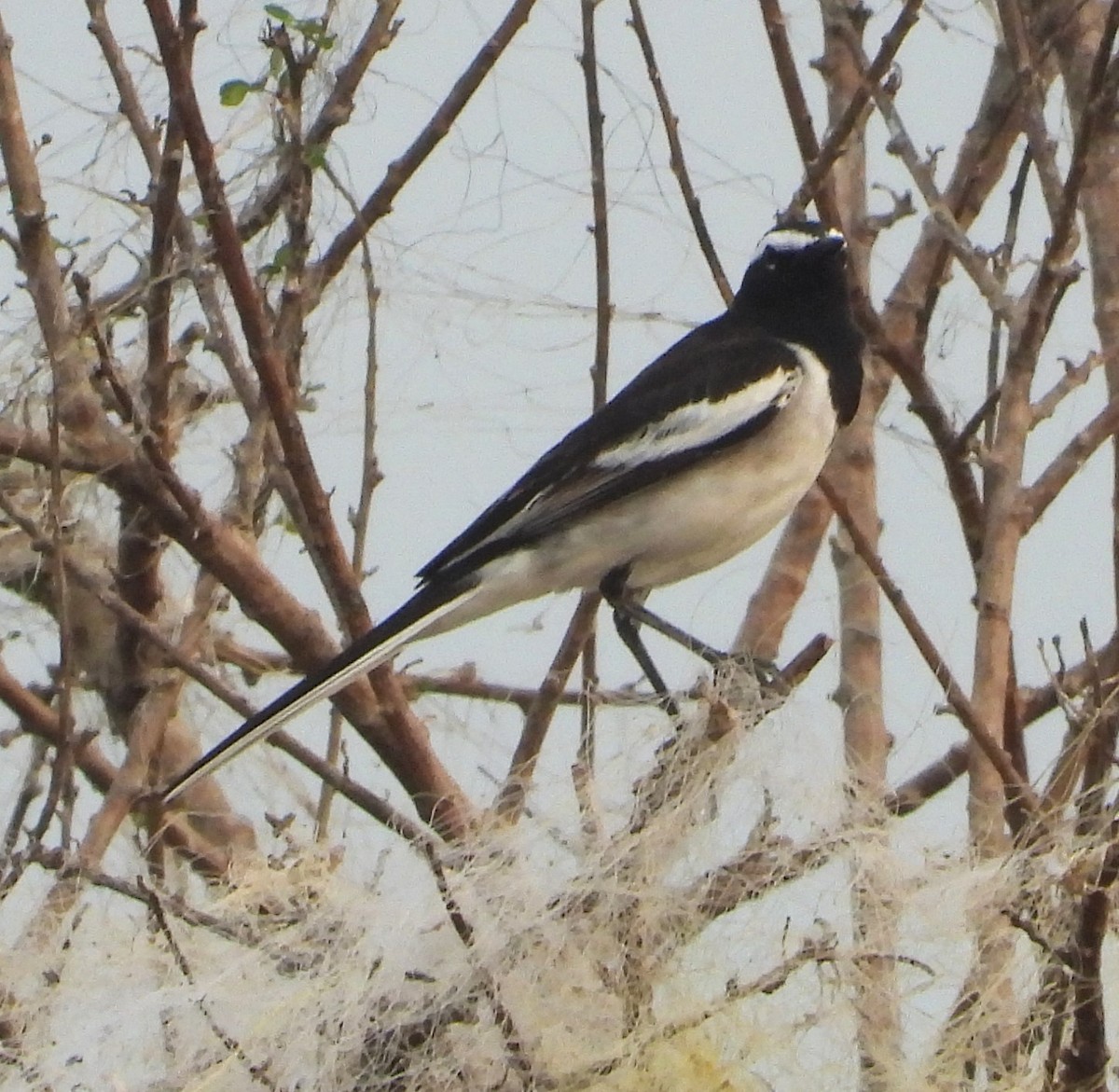 Lavandera India - ML647659735