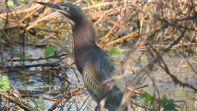 Green Heron - ML647659751