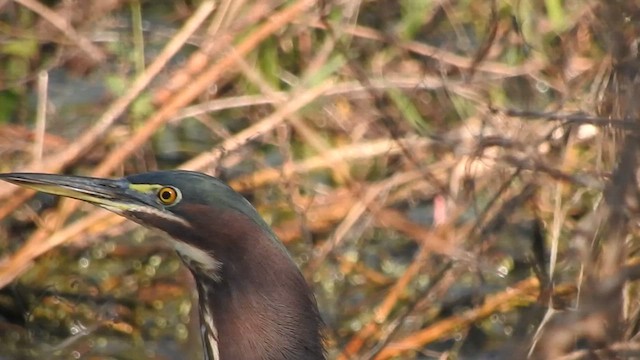 Green Heron - ML647659752