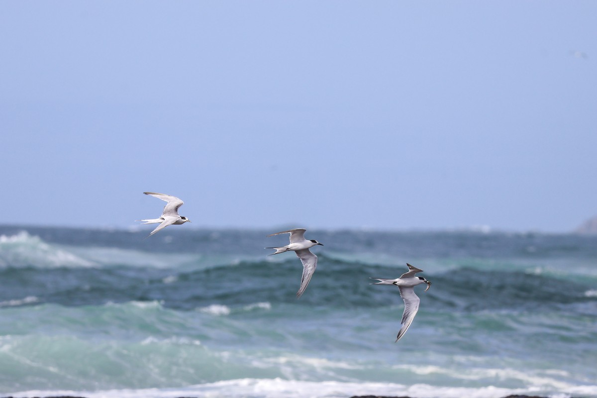 Common Tern - ML647659778