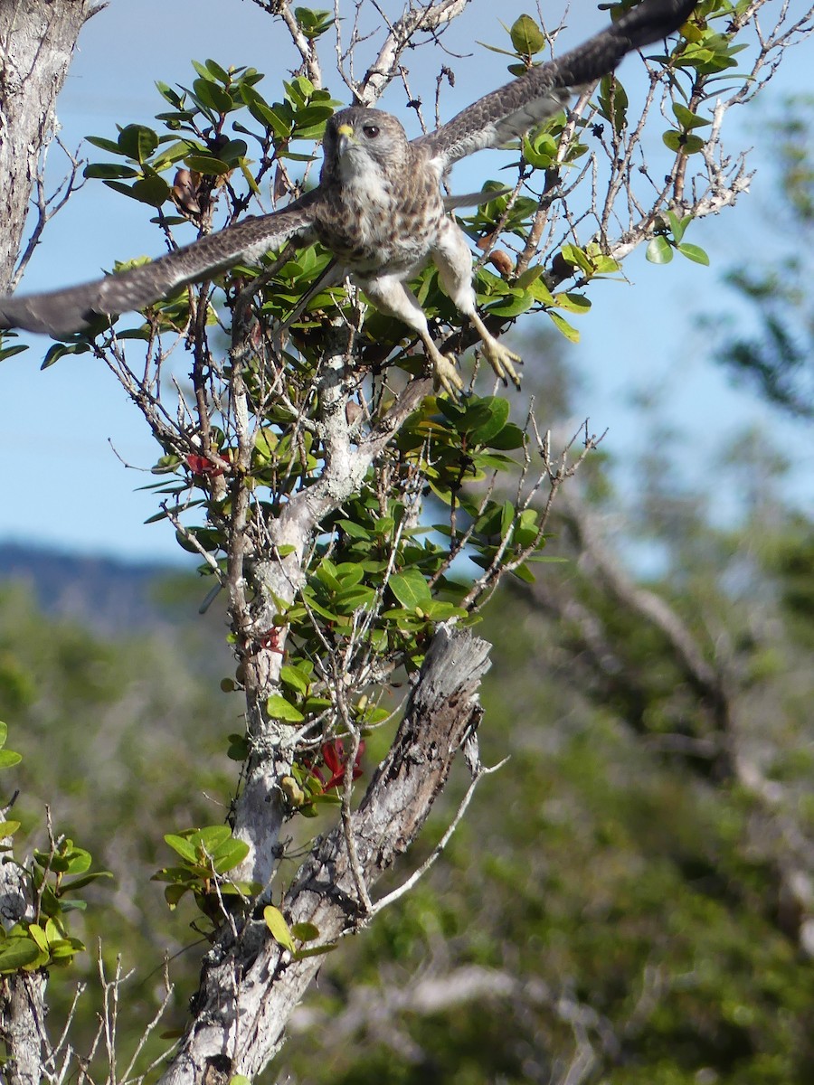 Hawaiian Hawk - ML647659784