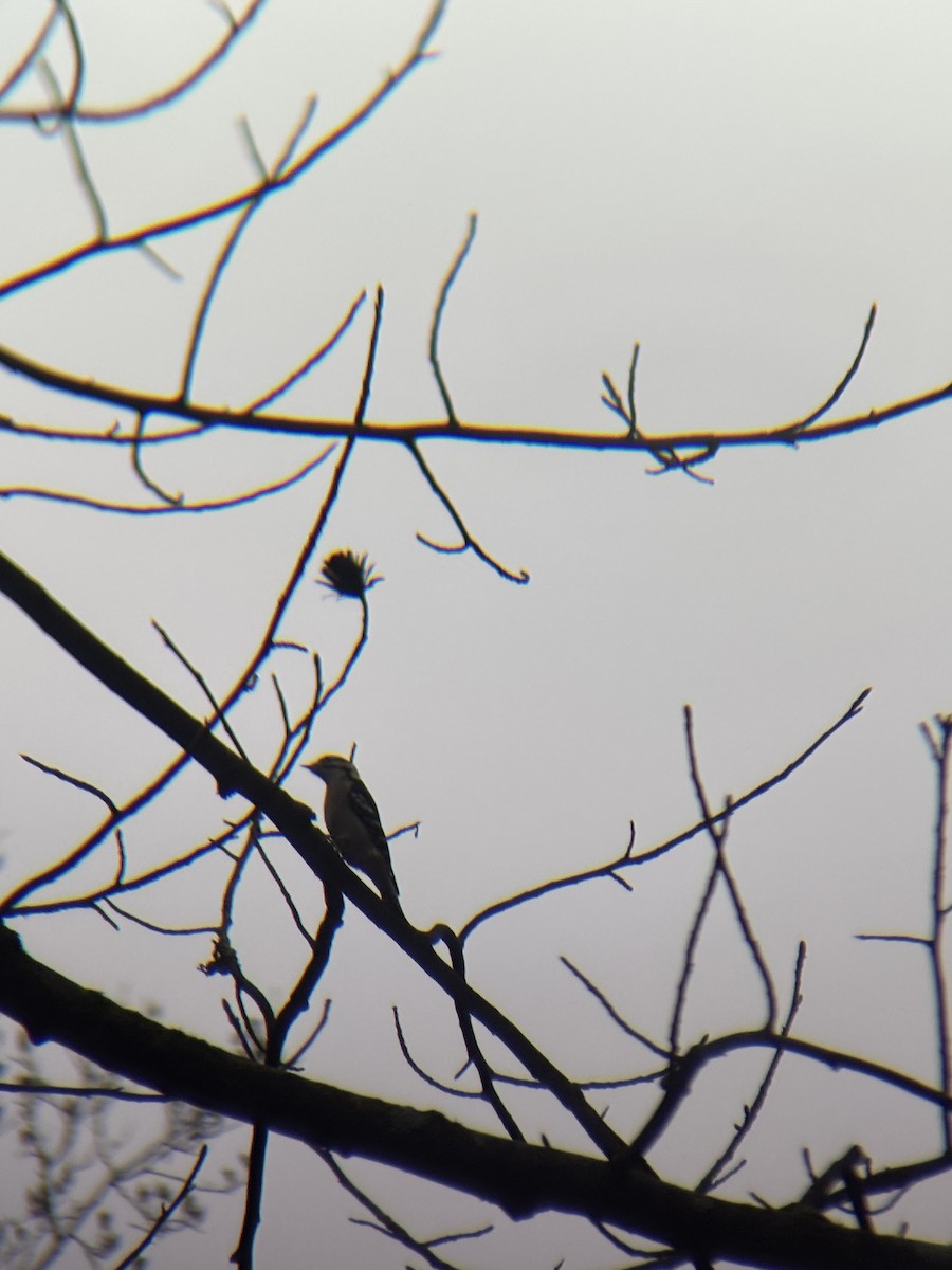 Downy Woodpecker - ML647659825