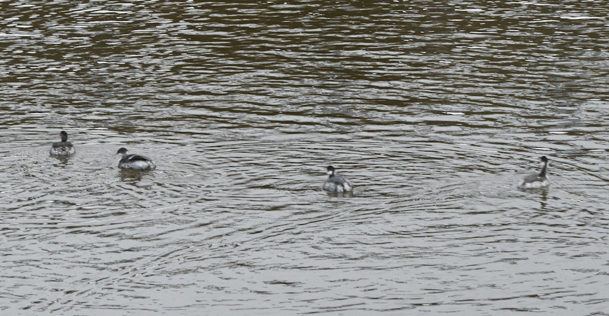 Grèbe à cou noir - ML647659842