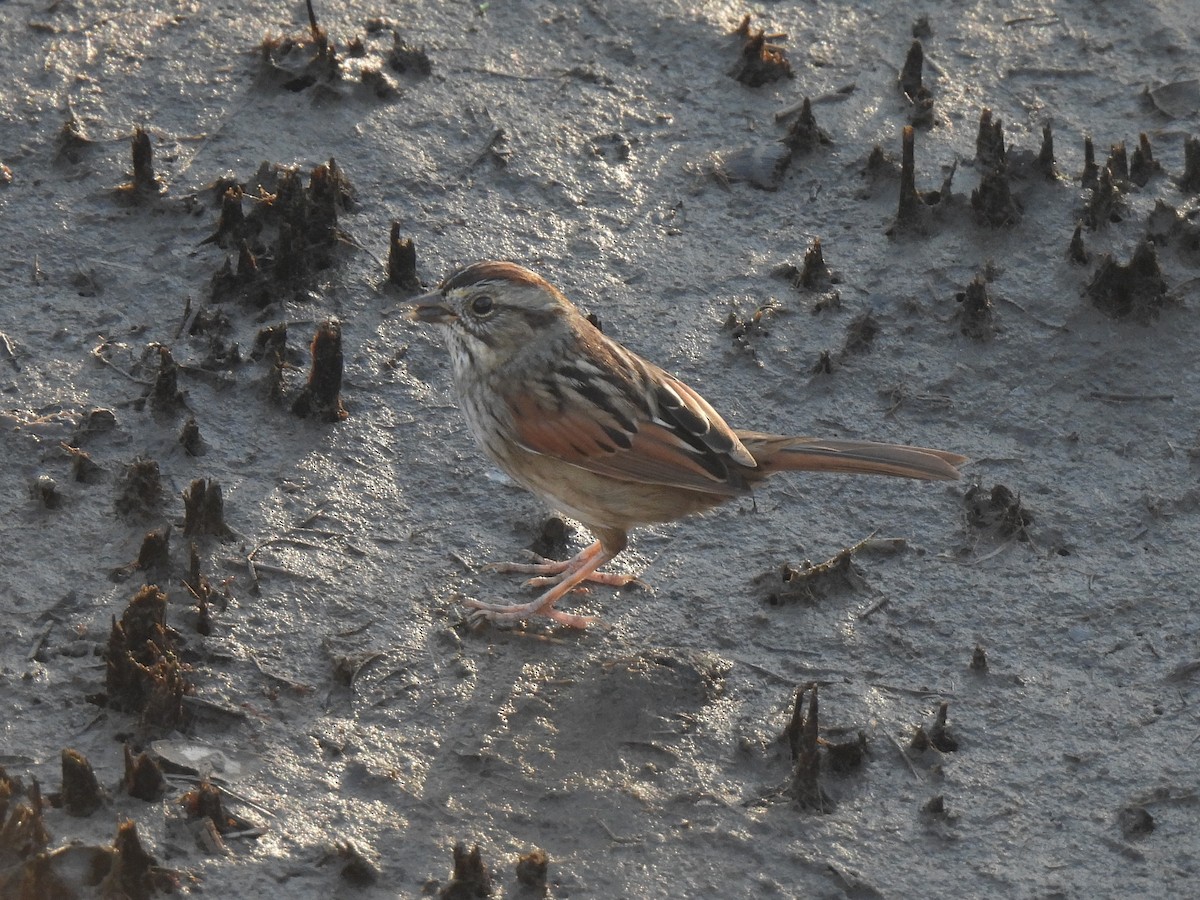 Swamp Sparrow - ML647659852