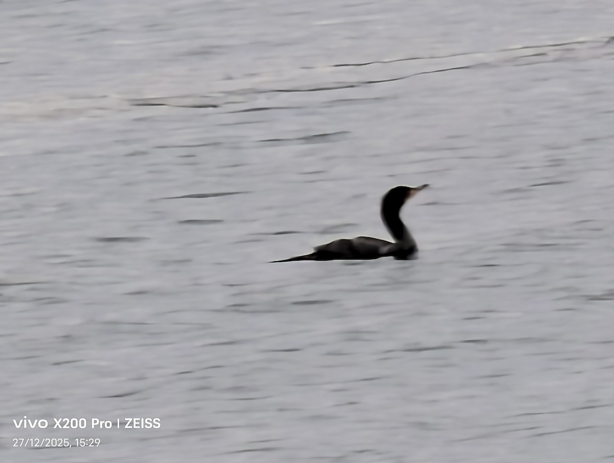 Cormorán Orejudo - ML647659853