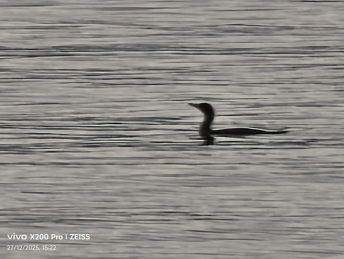 Cormorán Orejudo - ML647659854