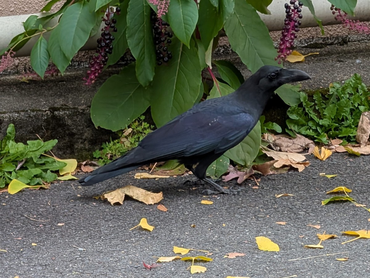 Large-billed Crow - ML647659882