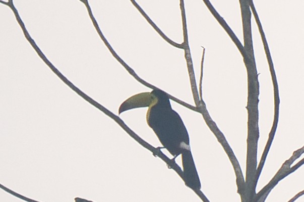 regnbuetukan - ML647659884