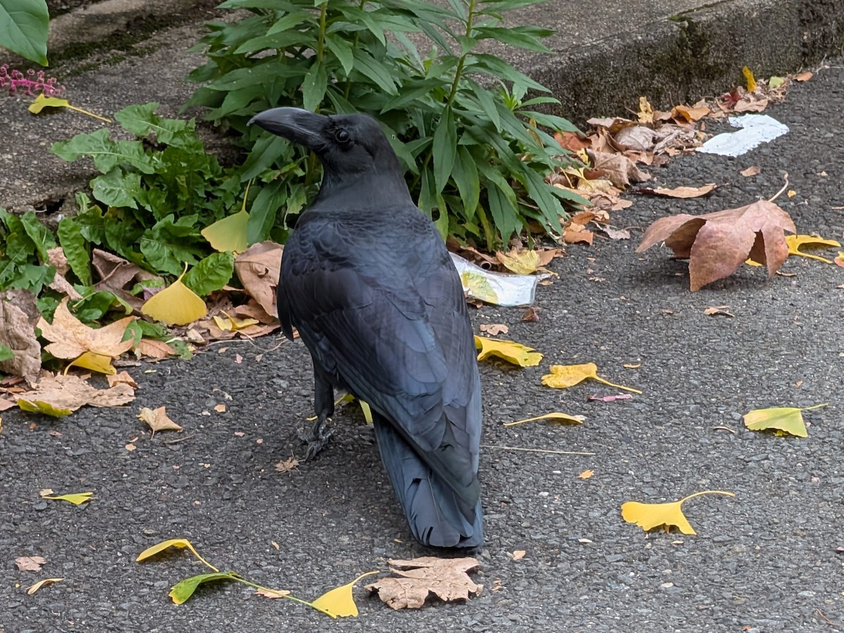 Large-billed Crow - ML647659894