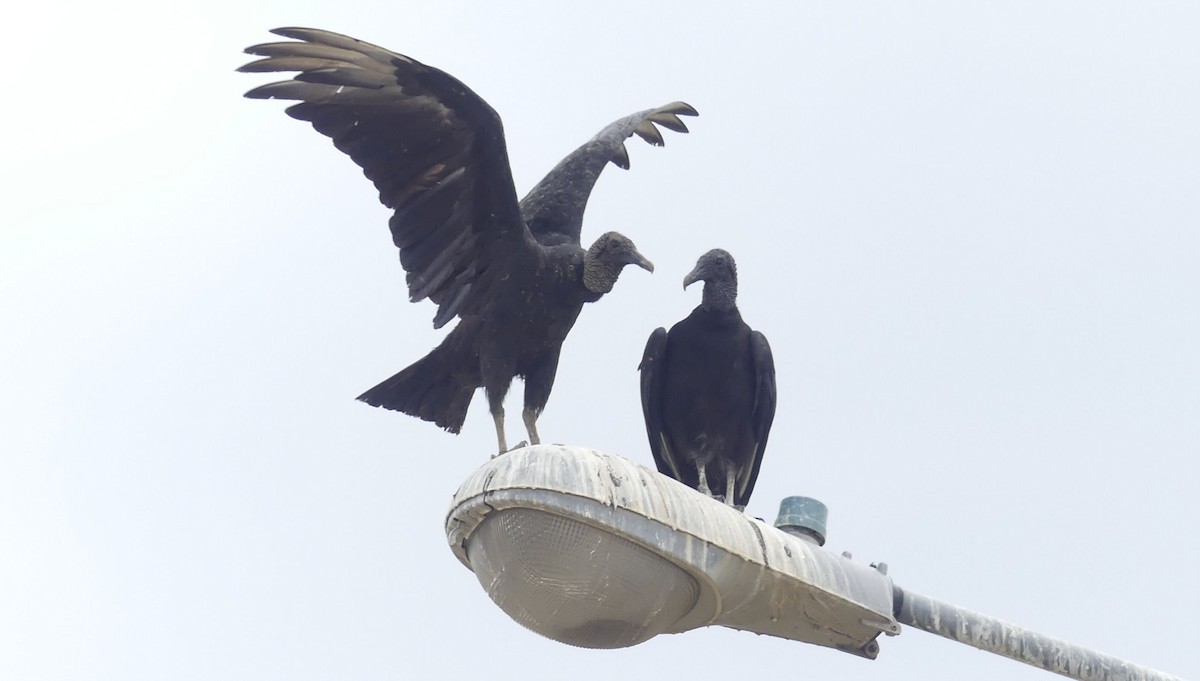 Катарта чорна - ML647659907