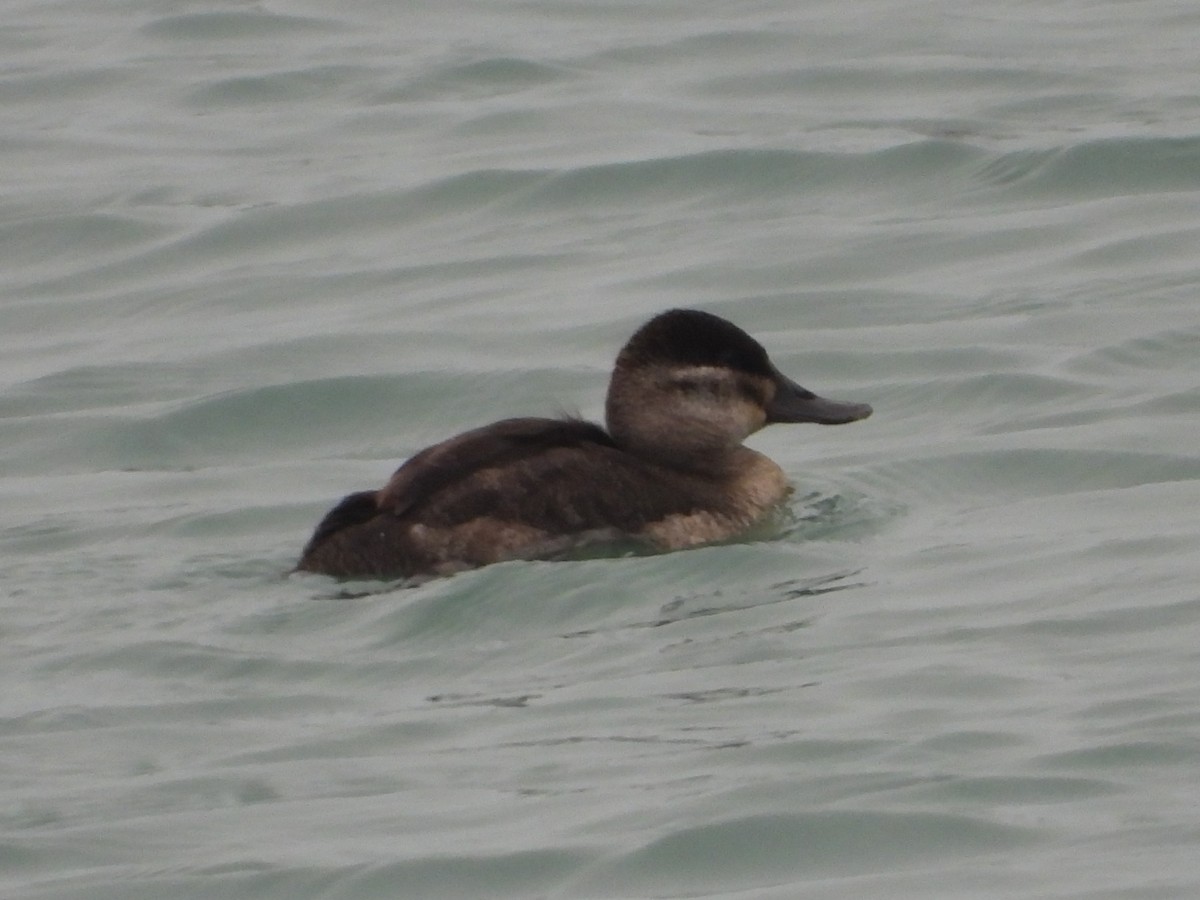 Schwarzkopf-Ruderente - ML647659910