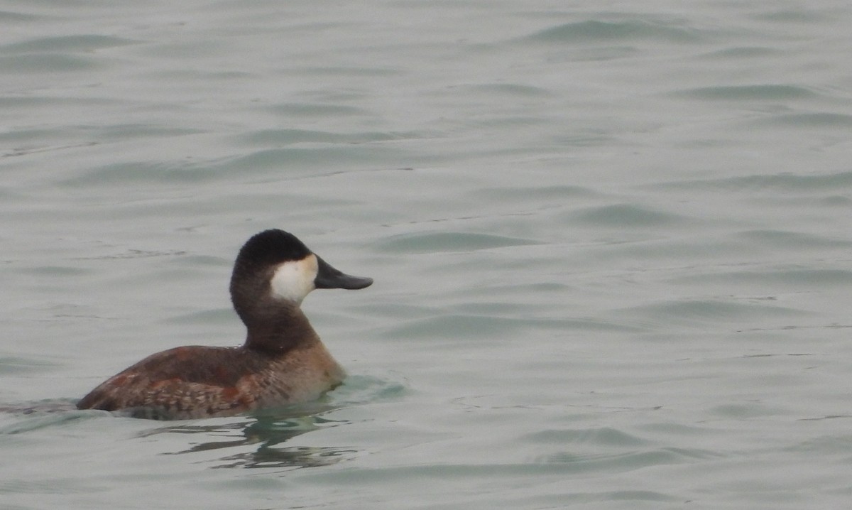 Schwarzkopf-Ruderente - ML647659911