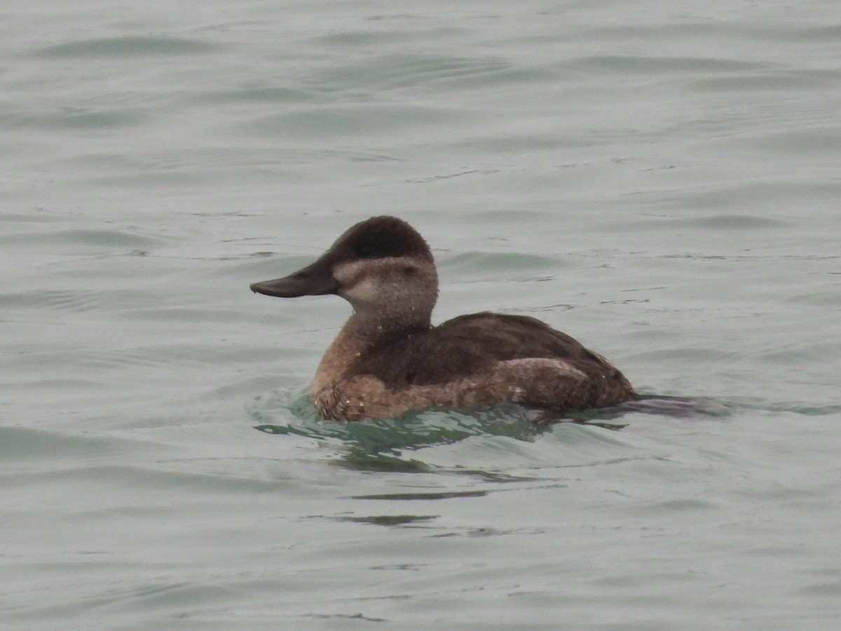 Schwarzkopf-Ruderente - ML647659914