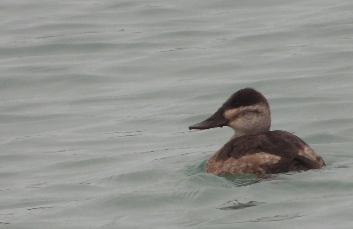 Schwarzkopf-Ruderente - ML647659915