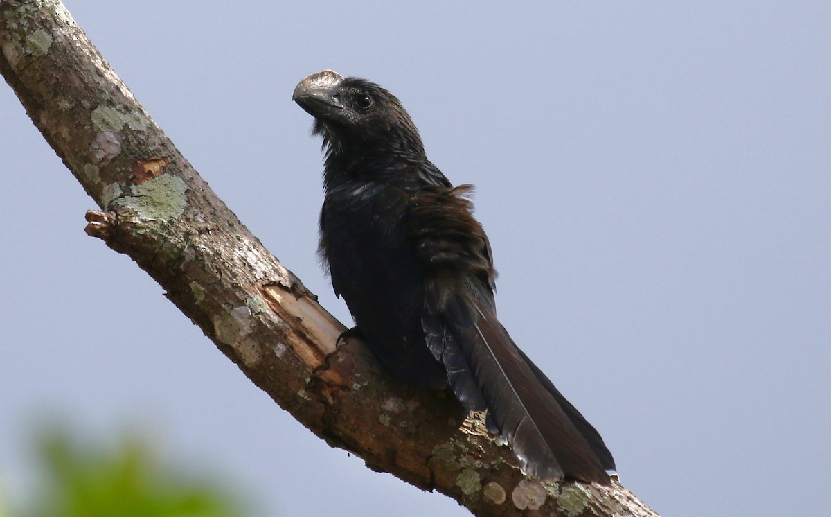 glattnebbani - ML647659929