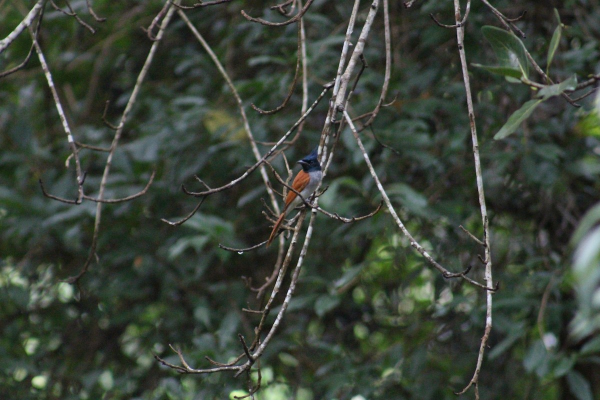 Indian Paradise-Flycatcher - ML647659932