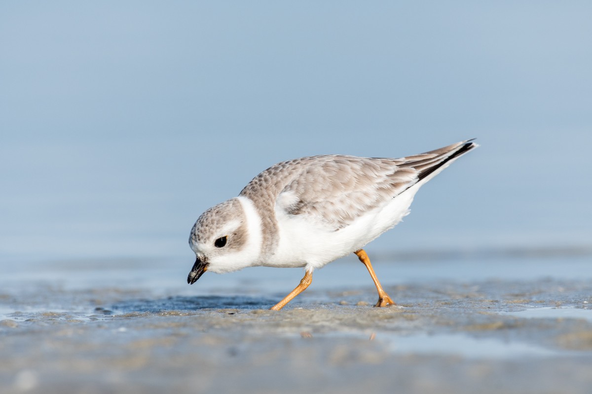 Islıkçı Cılıbıt - ML647659933