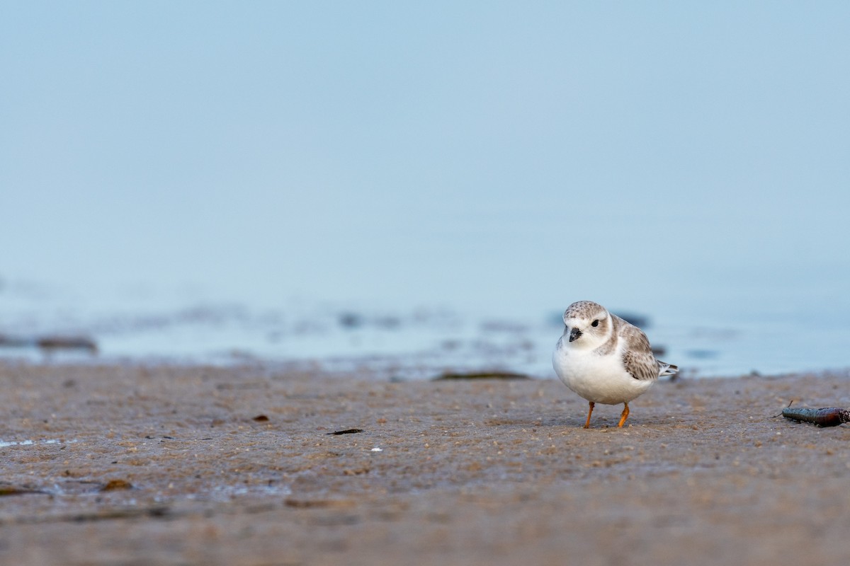 Islıkçı Cılıbıt - ML647659935