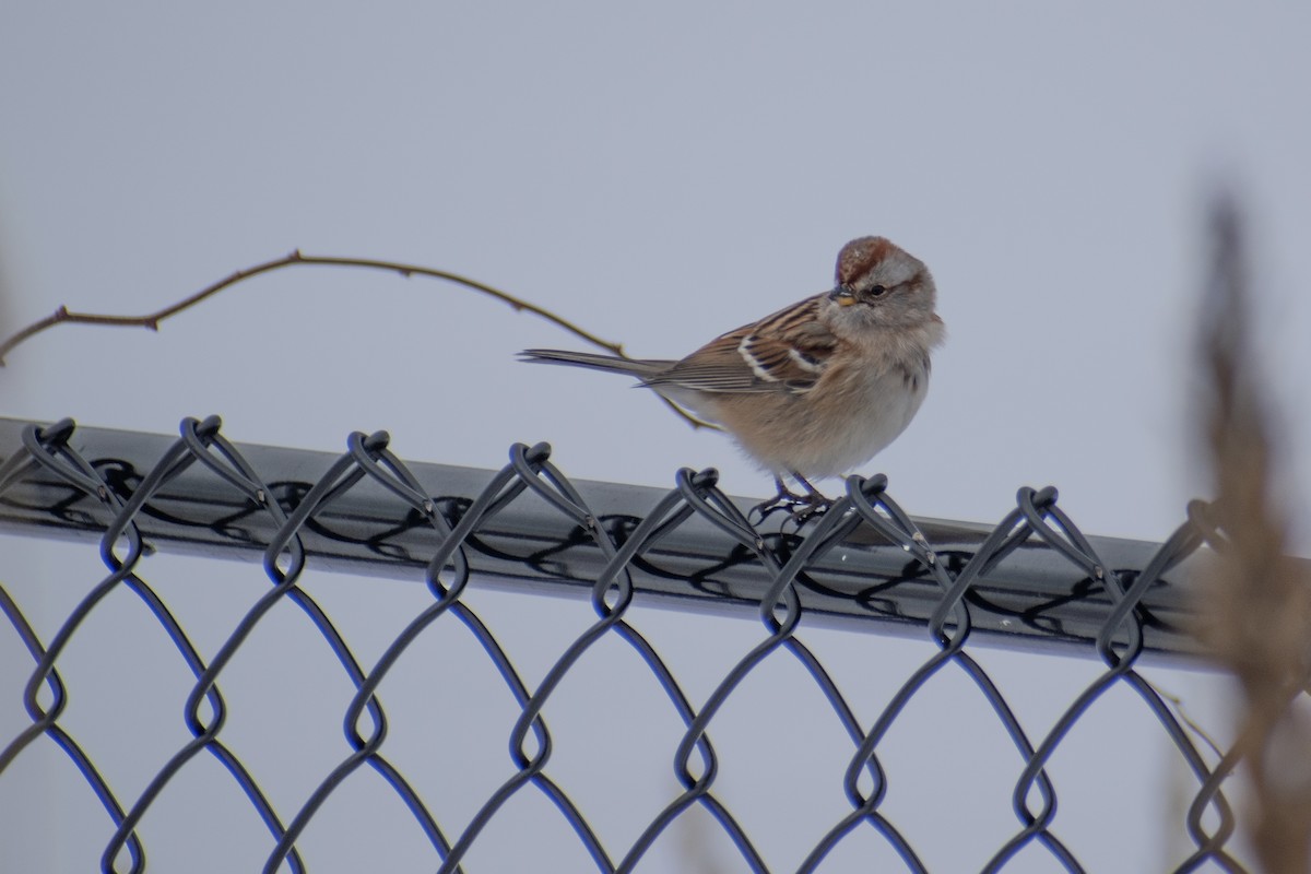 American Tree Sparrow - ML647659968