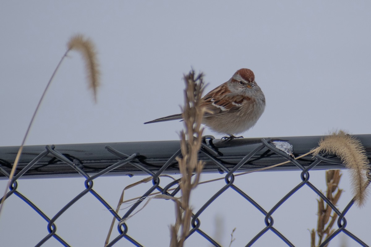American Tree Sparrow - ML647659969