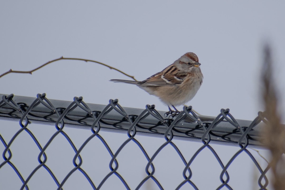 American Tree Sparrow - ML647659970