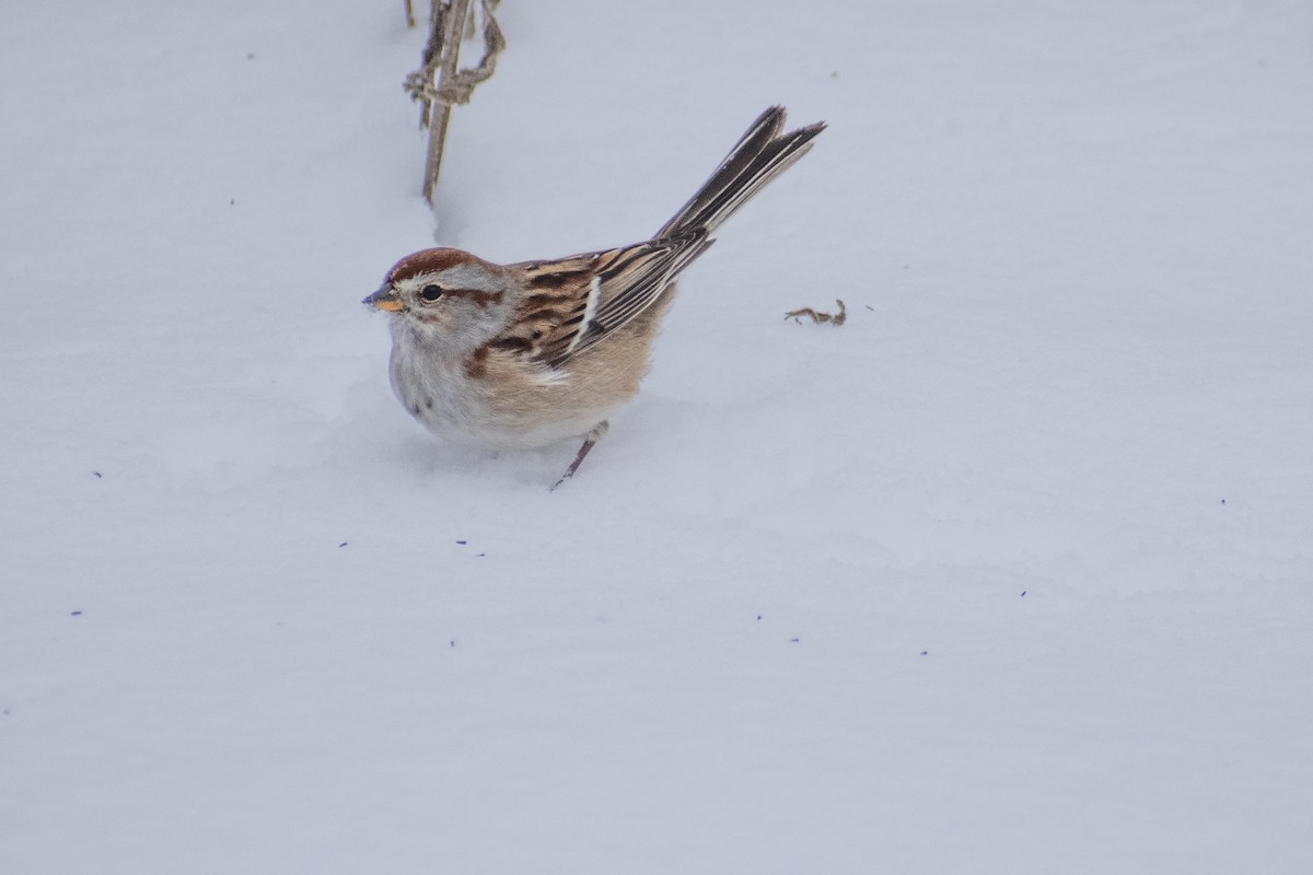 American Tree Sparrow - ML647659971