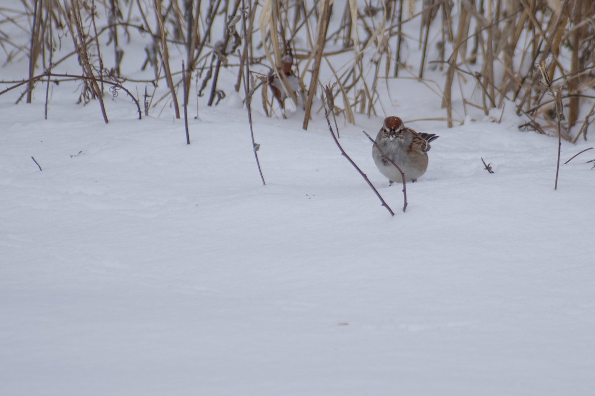 American Tree Sparrow - ML647659972