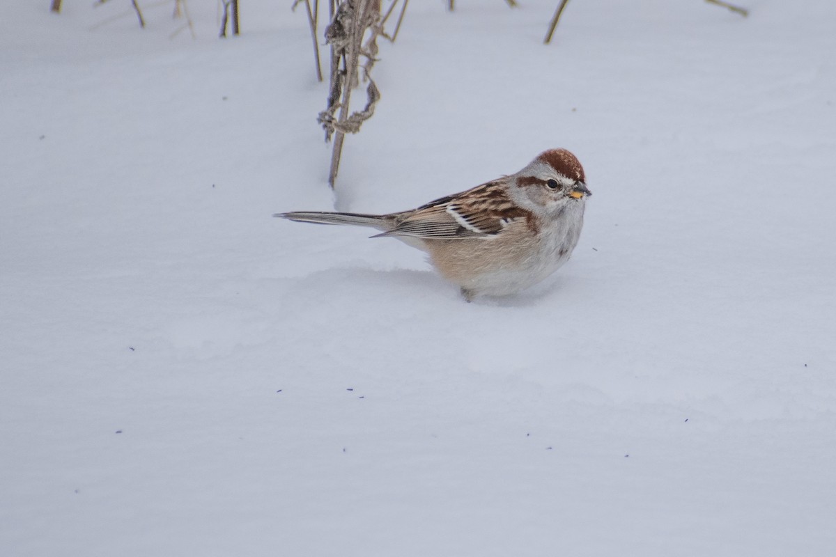 American Tree Sparrow - ML647659973