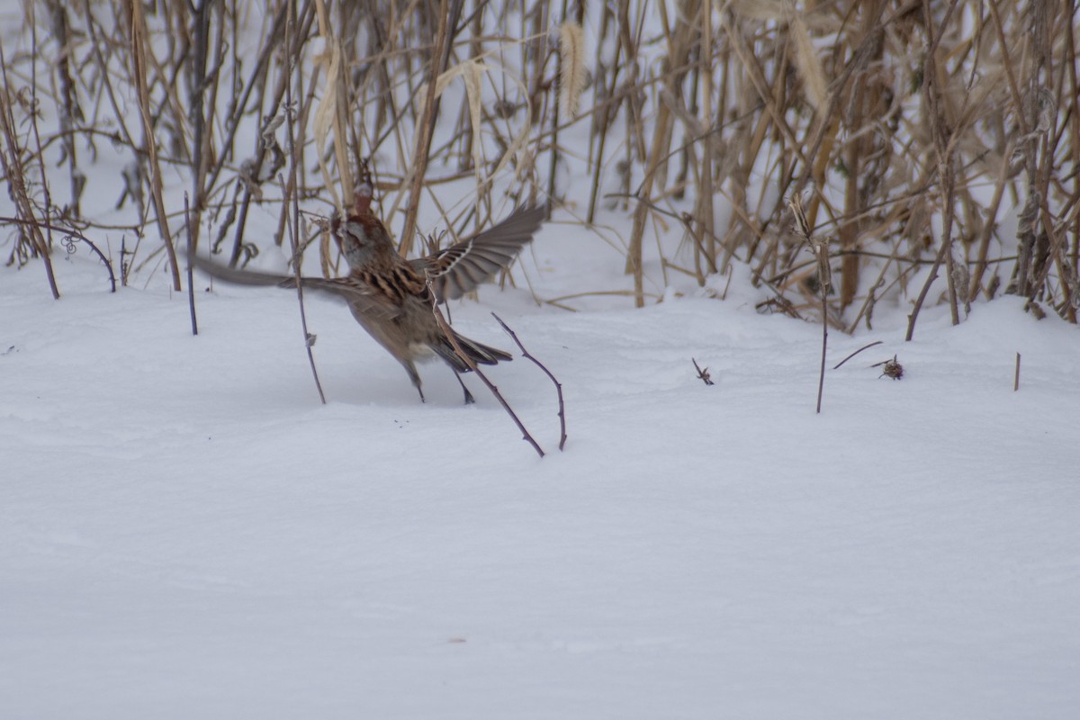 American Tree Sparrow - ML647659974
