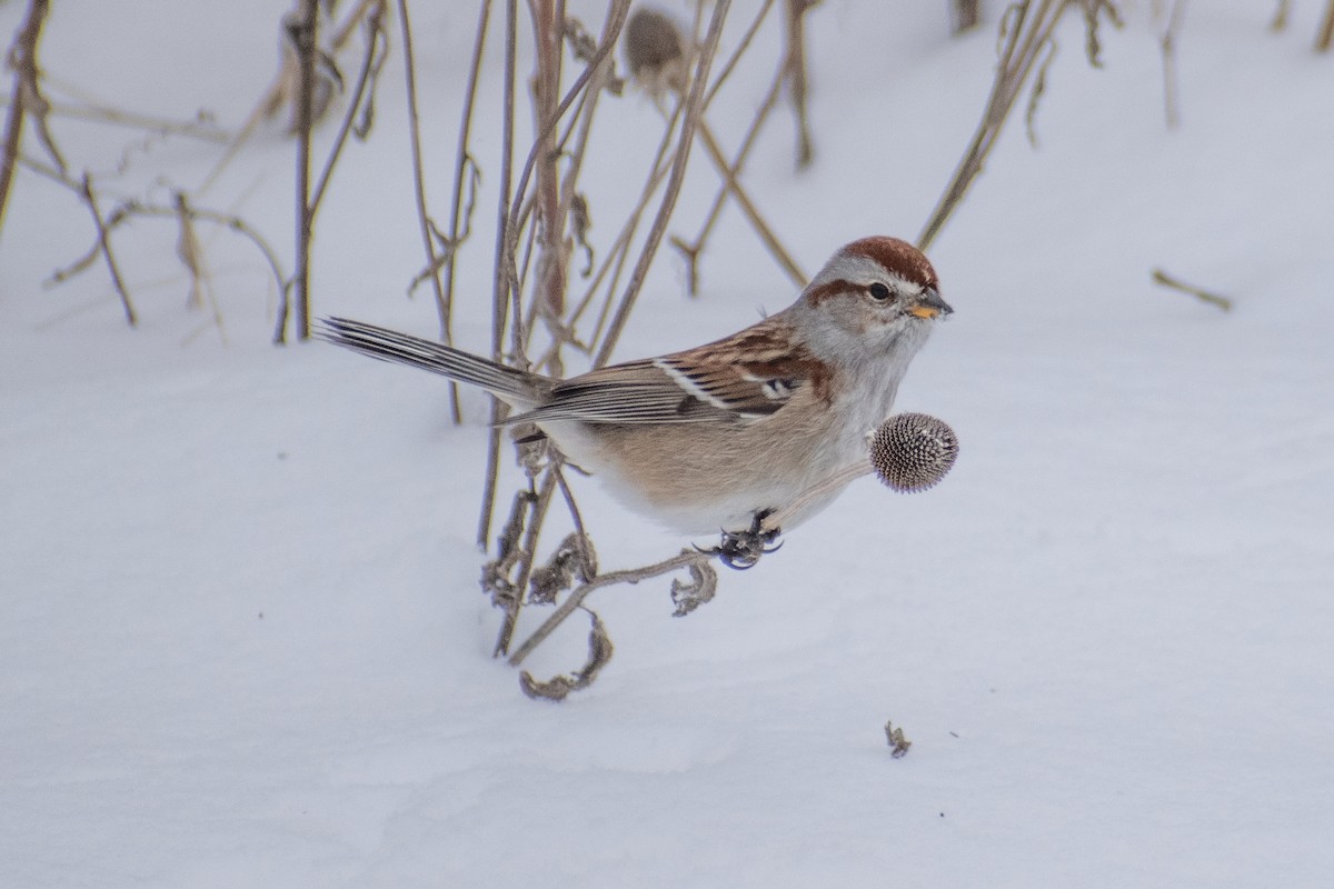 American Tree Sparrow - ML647659975