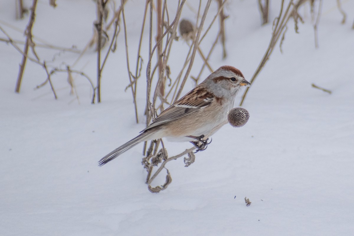 American Tree Sparrow - ML647659976