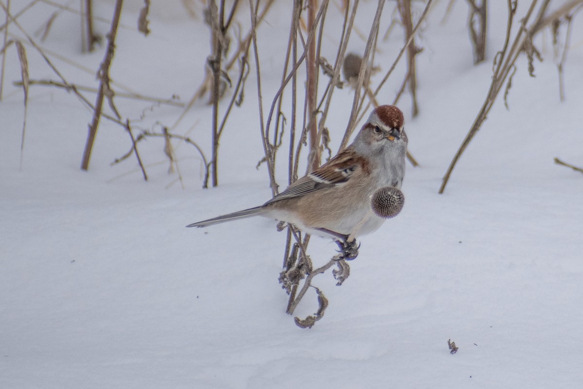 American Tree Sparrow - ML647659977