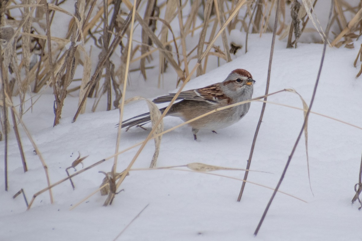 American Tree Sparrow - ML647659978