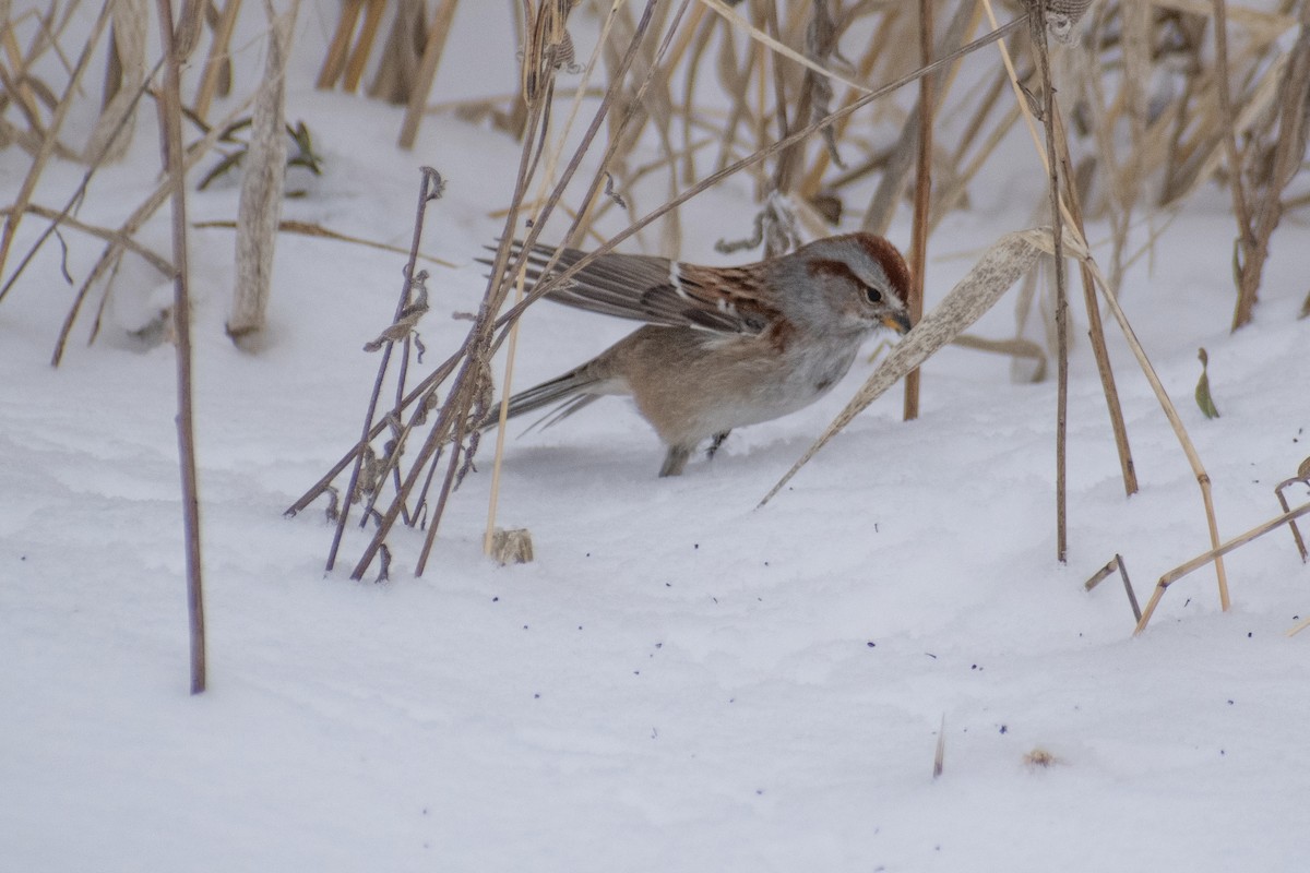 American Tree Sparrow - ML647659979