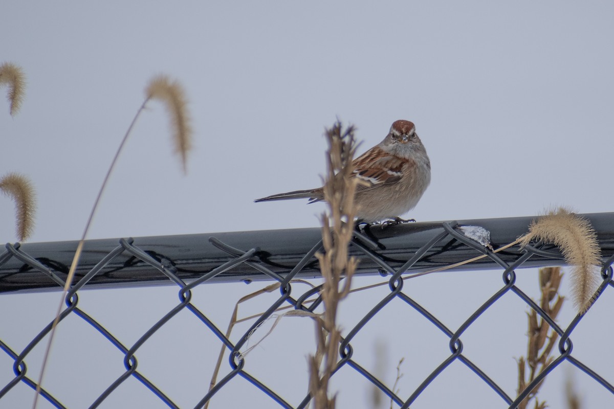 Пасовник північний - ML647659980