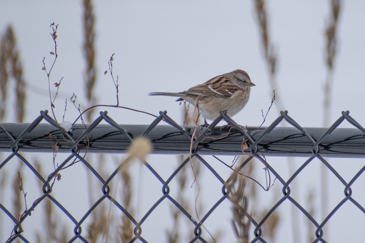 Пасовник північний - ML647659981