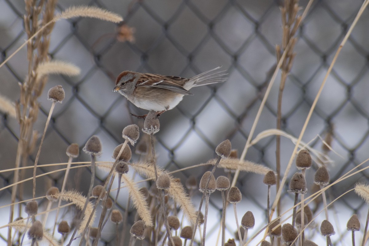 Пасовник північний - ML647659982