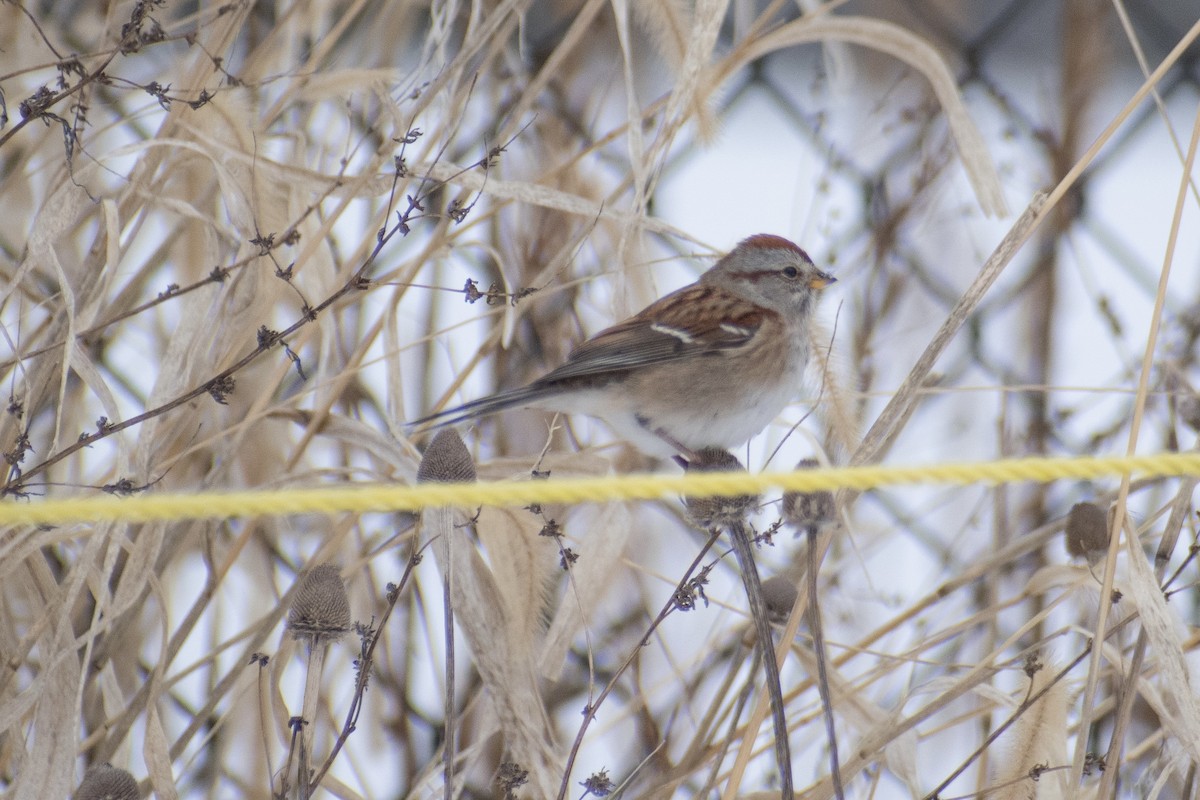 American Tree Sparrow - ML647659983