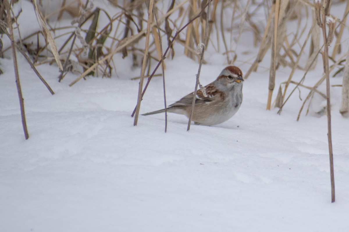 Пасовник північний - ML647659984