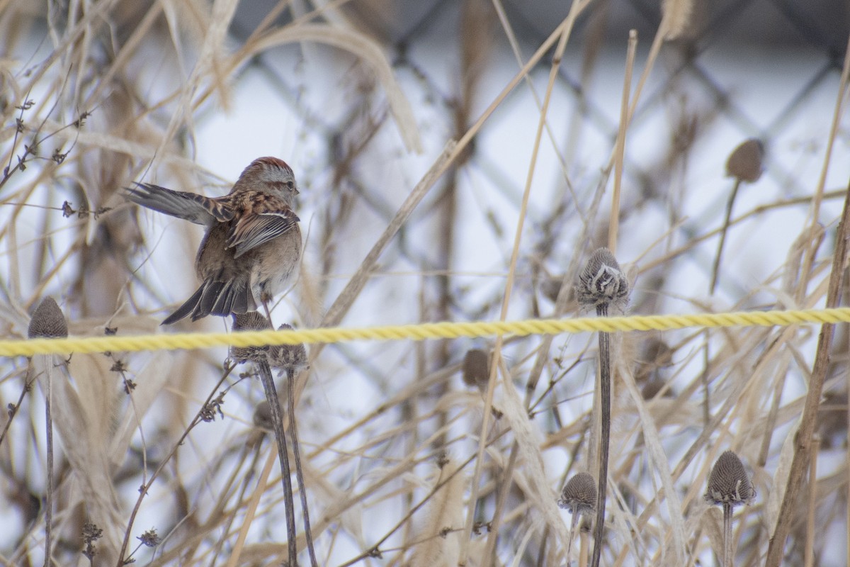 Пасовник північний - ML647659985