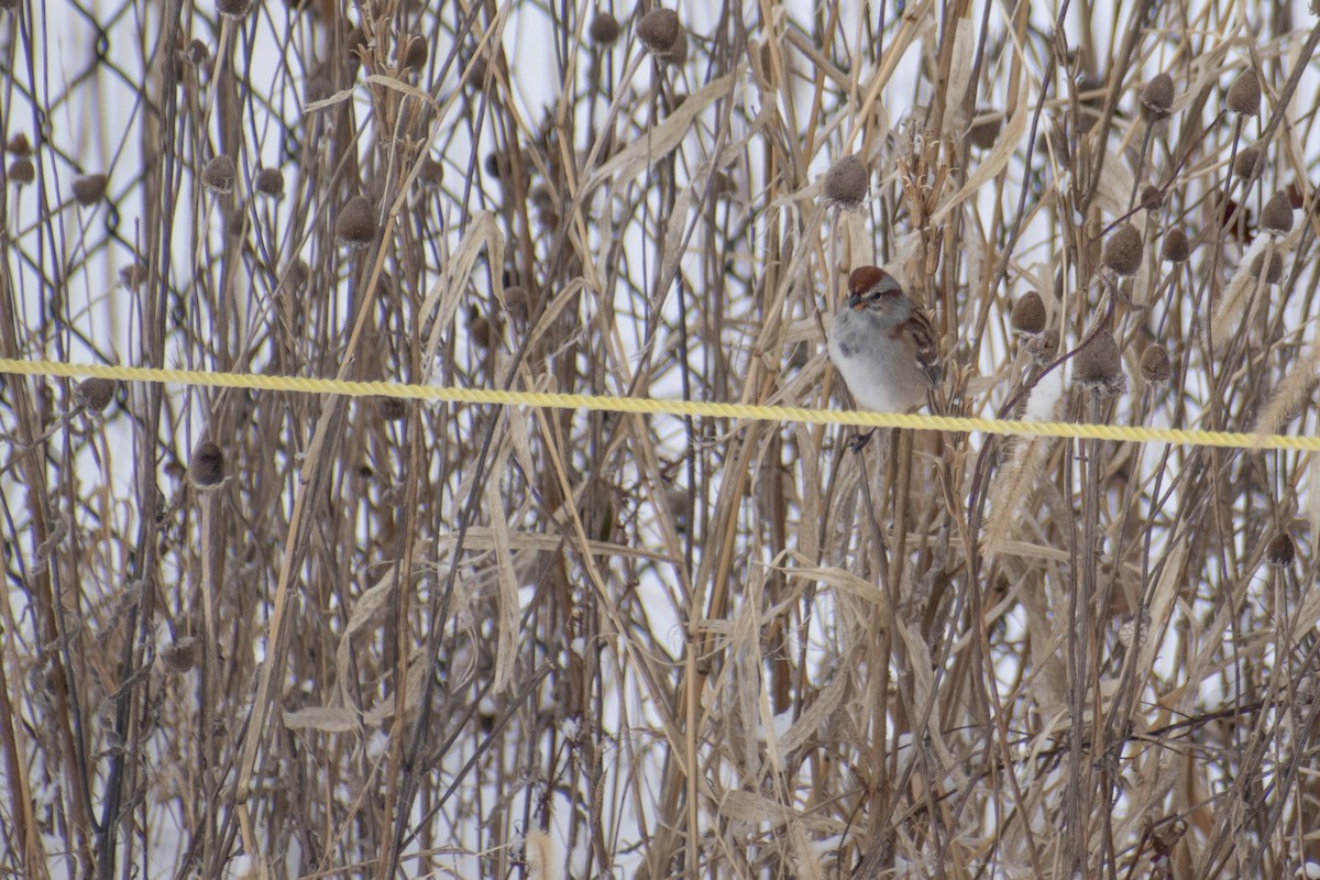 Пасовник північний - ML647659986