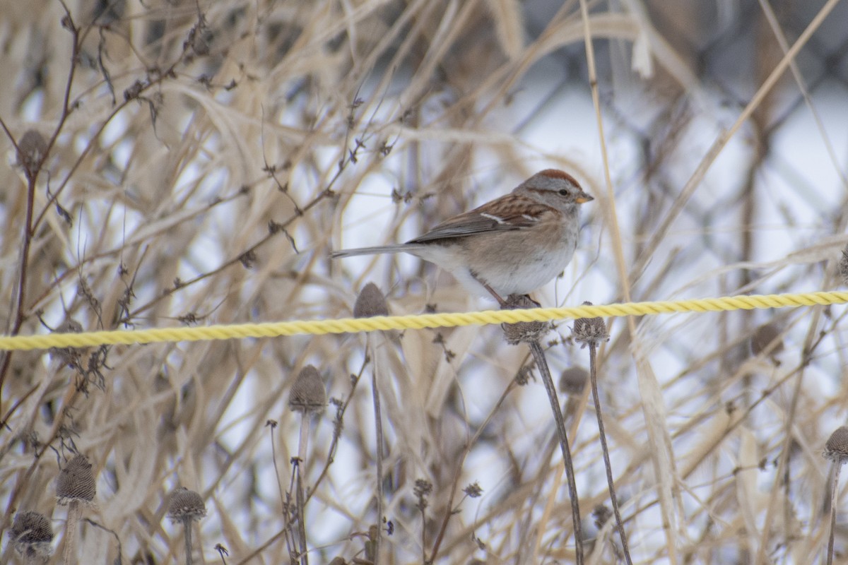 Пасовник північний - ML647659987