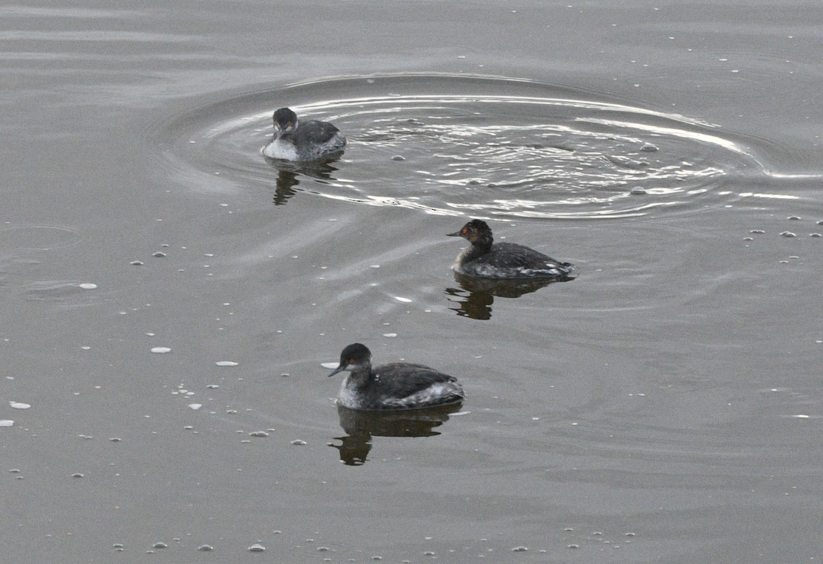 Grèbe à cou noir - ML647659999