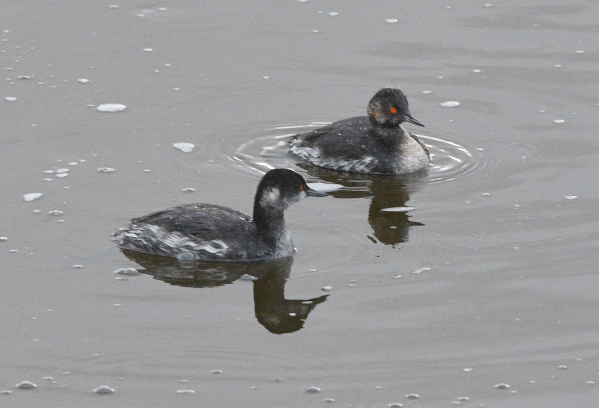 Grèbe à cou noir - ML647660001